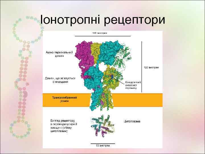 Іонотропні рецептори 