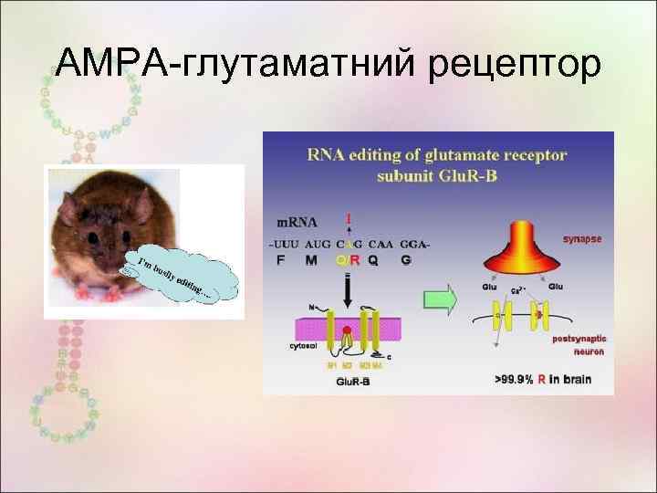 AMPA-глутаматний рецептор 