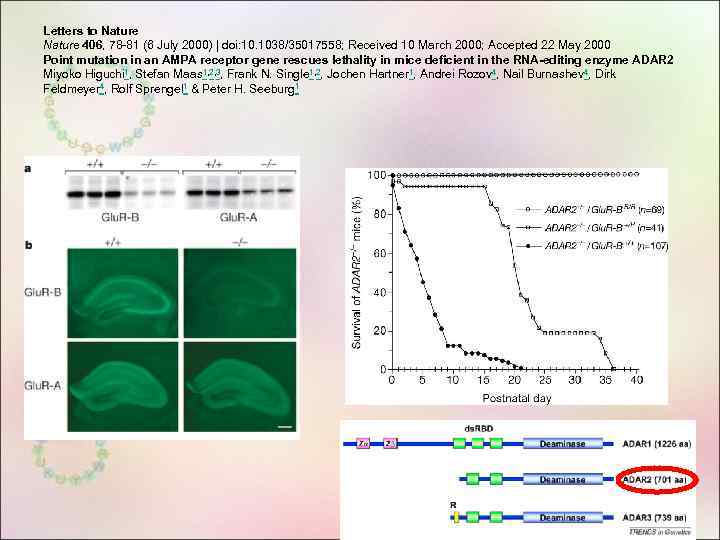 Letters to Nature 406, 78 -81 (6 July 2000) | doi: 10. 1038/35017558; Received