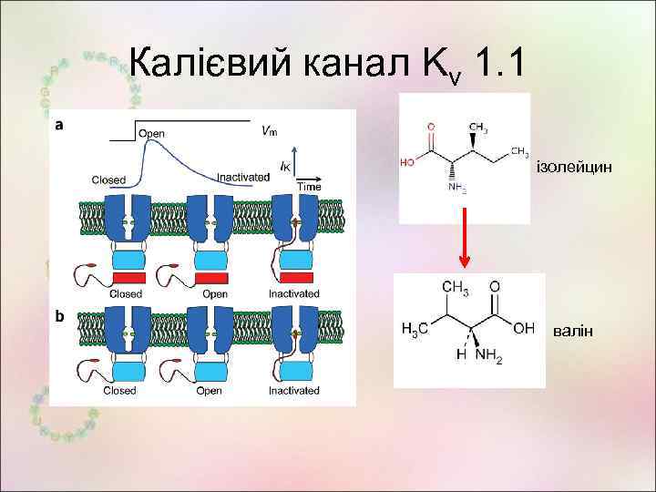 Калієвий канал Kv 1. 1 ізолейцин валін 