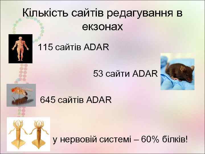 Кількість сайтів редагування в екзонах • 115 сайтів ADAR 53 сайти ADAR • 645