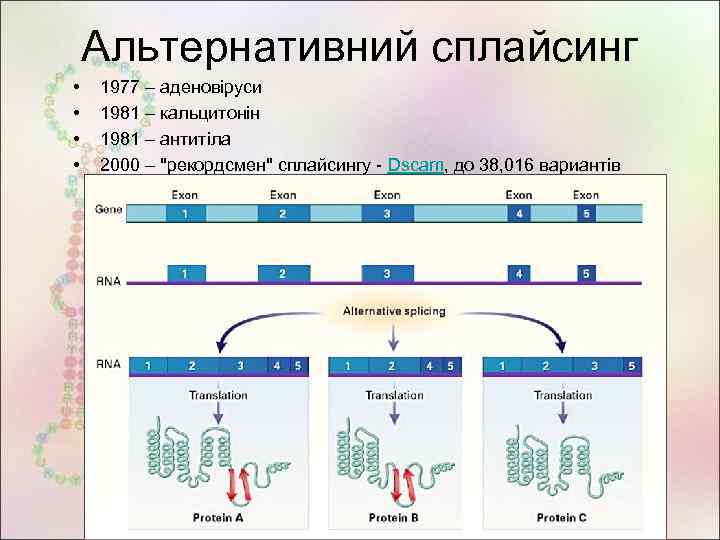 Альтернативний сплайсинг • • 1977 – аденовіруси 1981 – кальцитонін 1981 – антитіла 2000