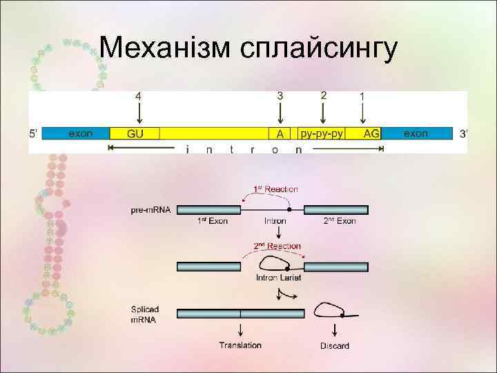 Механізм сплайсингу 