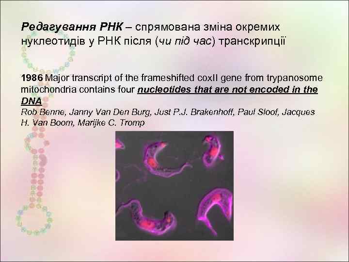 Редагування РНК – спрямована зміна окремих нуклеотидів у РНК після (чи під час) транскрипції