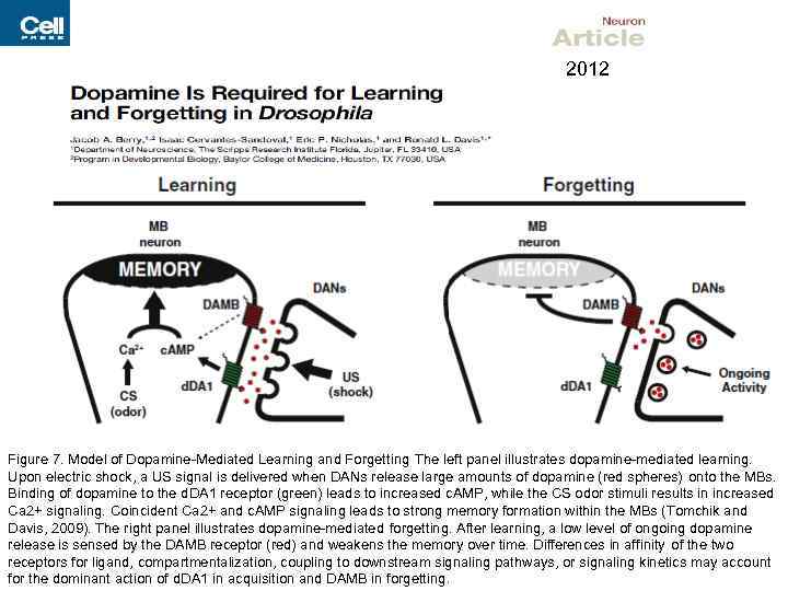 2012 Figure 7. Model of Dopamine-Mediated Learning and Forgetting The left panel illustrates dopamine-mediated