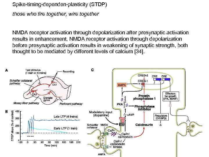 Spike-timing-dependen-plasticity (STDP) those who fire together, wire together NMDA receptor activation through depolarization after