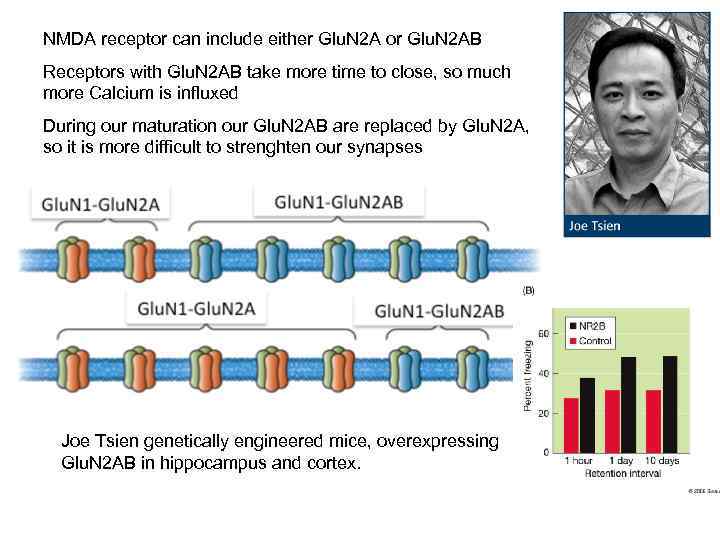 NMDA receptor can include either Glu. N 2 A or Glu. N 2 AB