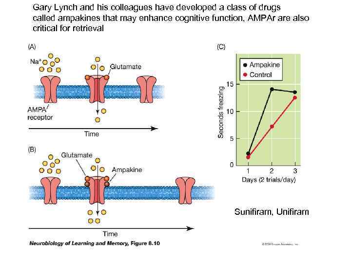 Gary Lynch and his colleagues have developed a class of drugs called ampakines that