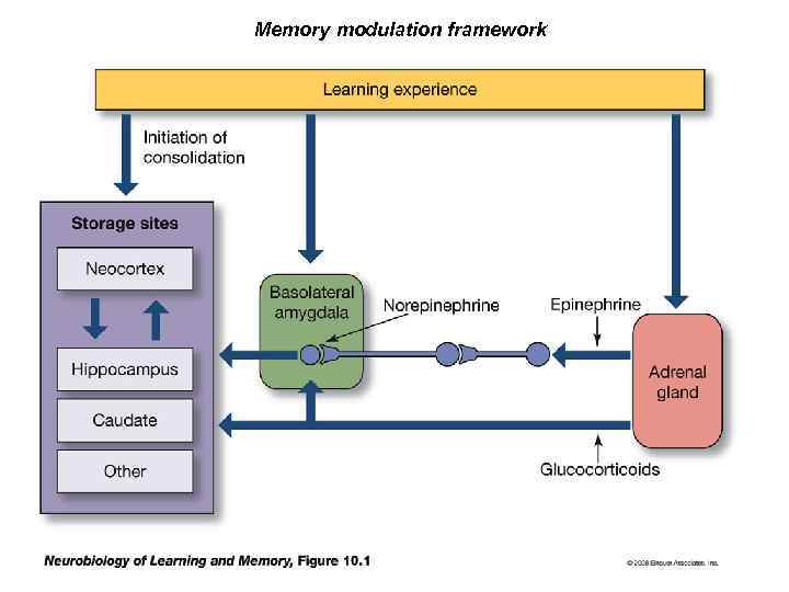 Memory modulation framework 