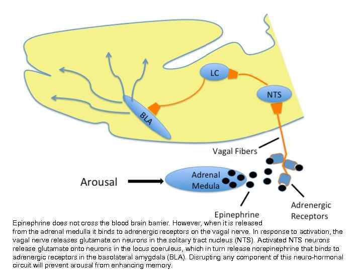 Epinephrine does not cross the blood brain barrier. However, when it is released from