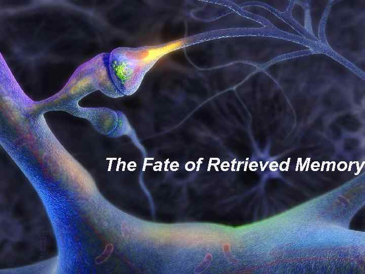 The Fate of Retrieved Memory 