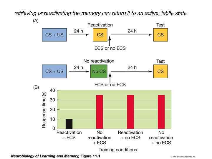 retrieving or reactivating the memory can return it to an active, labile state 