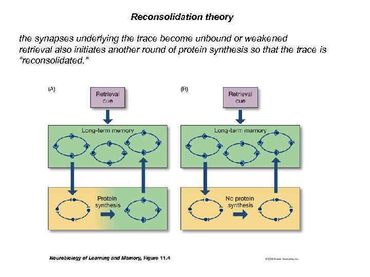 Reconsolidation theory the synapses underlying the trace become unbound or weakened retrieval also initiates