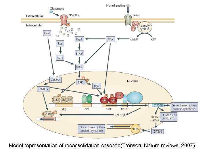 Model representation of reconsolidation cascade(Tronson, Nature reviews, 2007) 