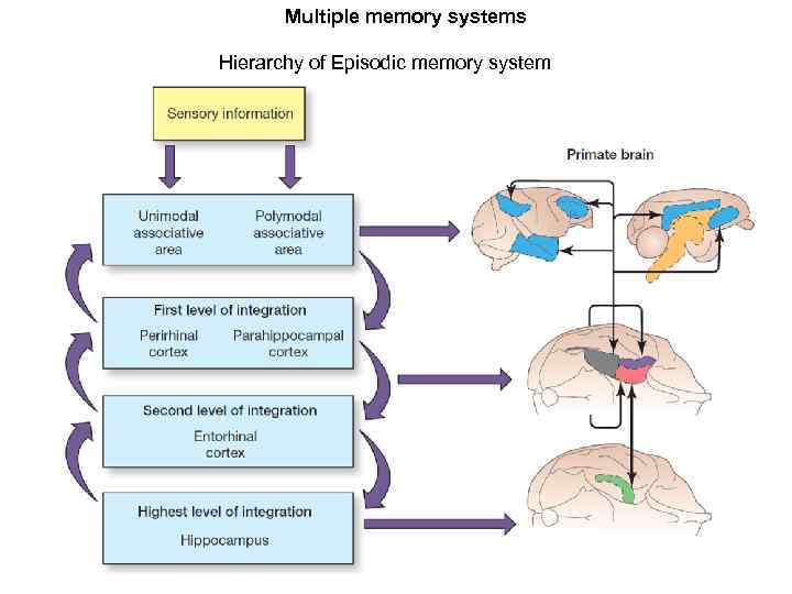 Multiple memory systems Hierarchy of Episodic memory system 