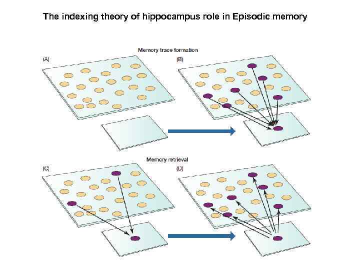 The indexing theory of hippocampus role in Episodic memory 