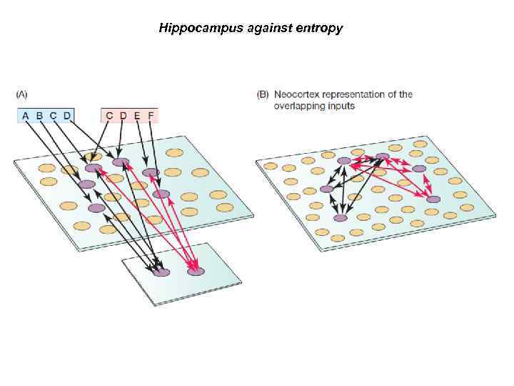 Hippocampus against entropy 