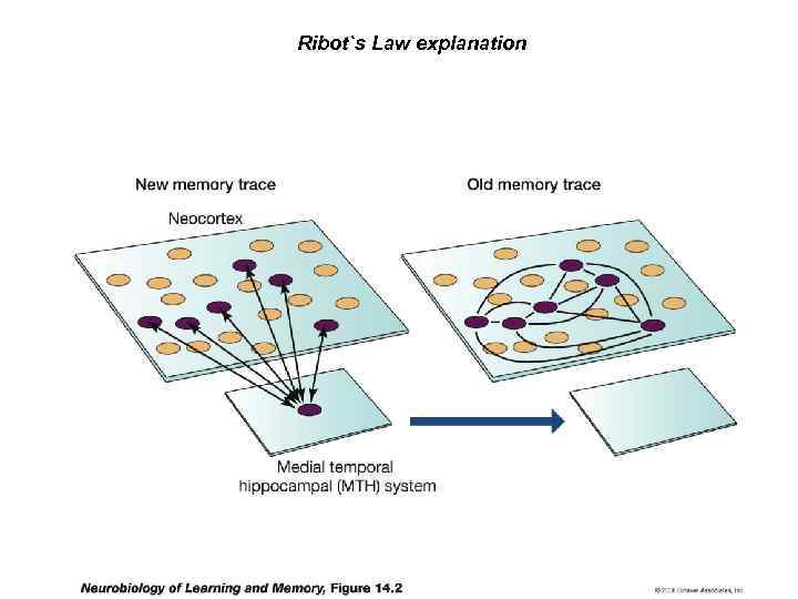 Ribot`s Law explanation 