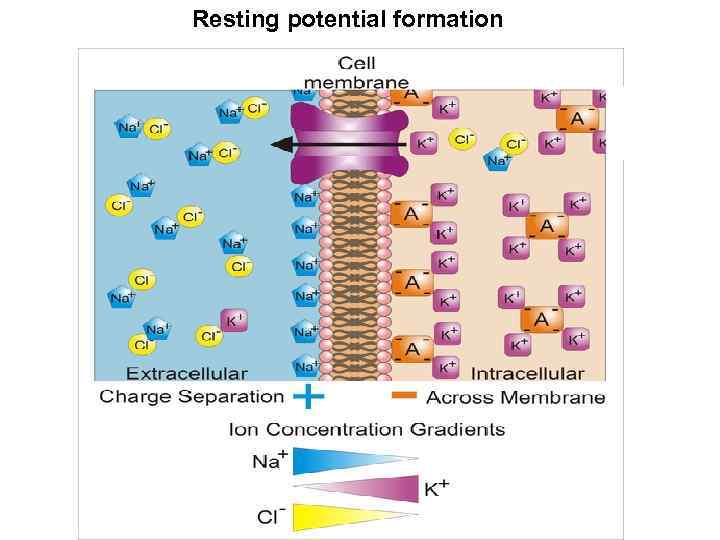 Resting potential formation 