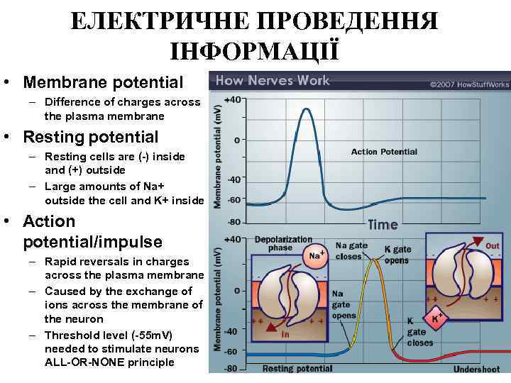 ЕЛЕКТРИЧНЕ ПРОВЕДЕННЯ ІНФОРМАЦІЇ • Membrane potential – Difference of charges across the plasma membrane