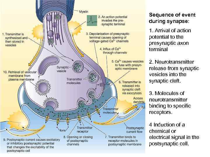 Sequence of event during synapse: 1. Arrival of action potential to the presynaptic axon