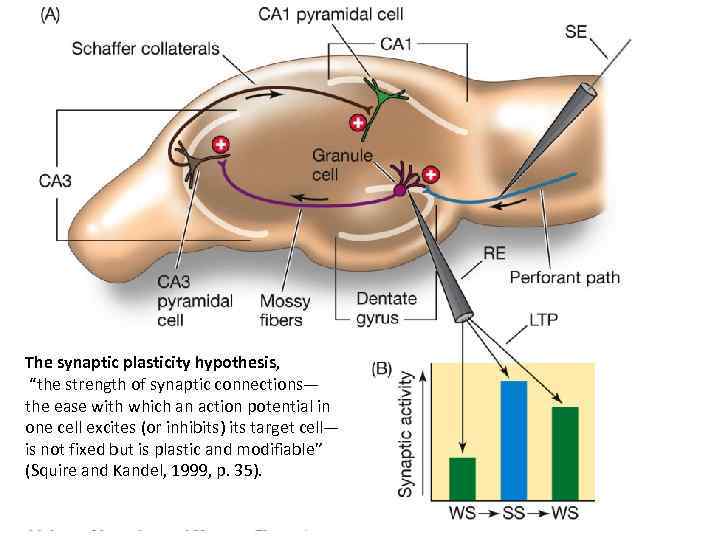 The synaptic plasticity hypothesis, “the strength of synaptic connections— the ease with which an