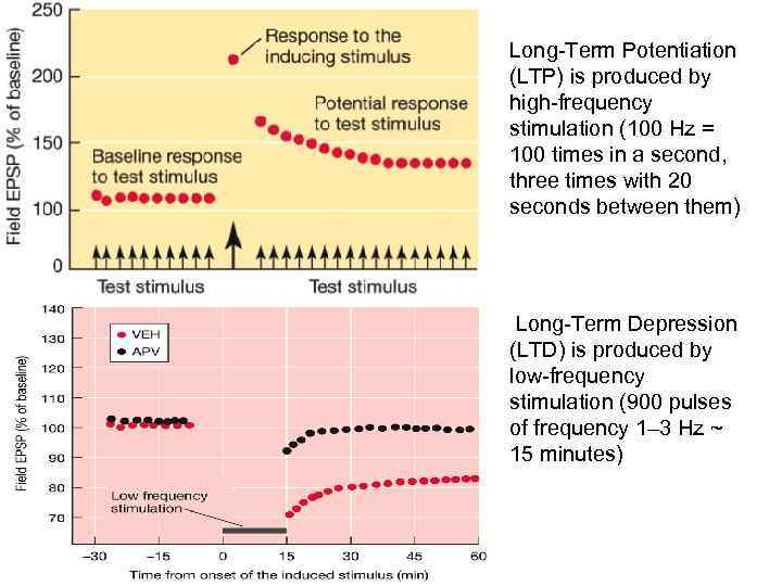 Long-Term Potentiation (LTP) is produced by high-frequency stimulation (100 Hz = 100 times in