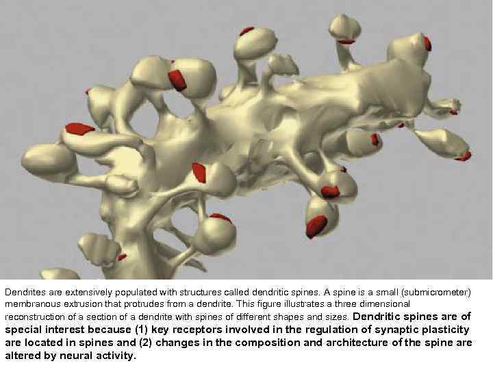 Dendrites are extensively populated with structures called dendritic spines. A spine is a small