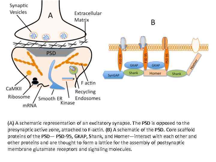 (A) A schematic representation of an excitatory synapse. The PSD is opposed to the