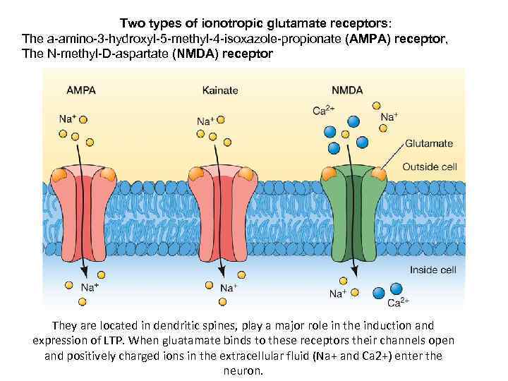 Two types of ionotropic glutamate receptors: The a-amino-3 -hydroxyl-5 -methyl-4 -isoxazole-propionate (AMPA) receptor, The