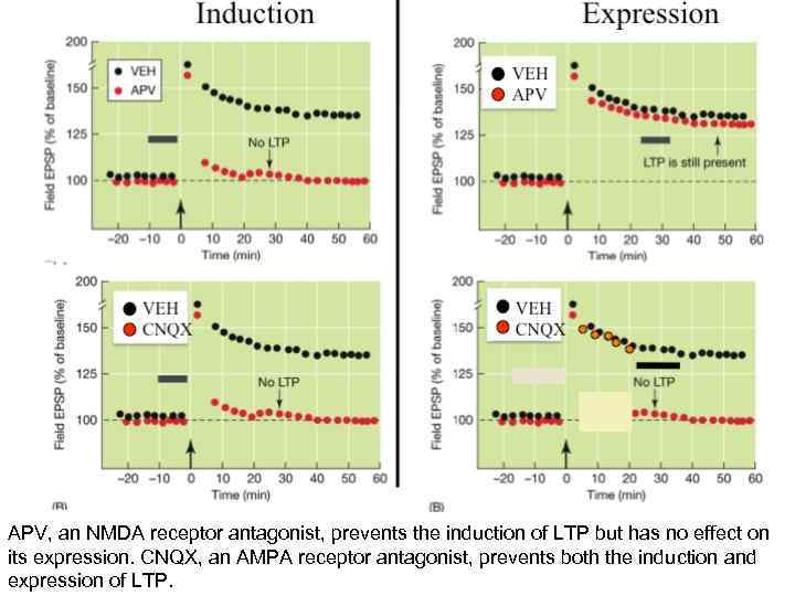 APV, an NMDA receptor antagonist, prevents the induction of LTP but has no effect