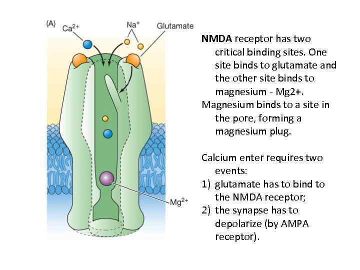 NMDA receptor has two critical binding sites. One site binds to glutamate and the