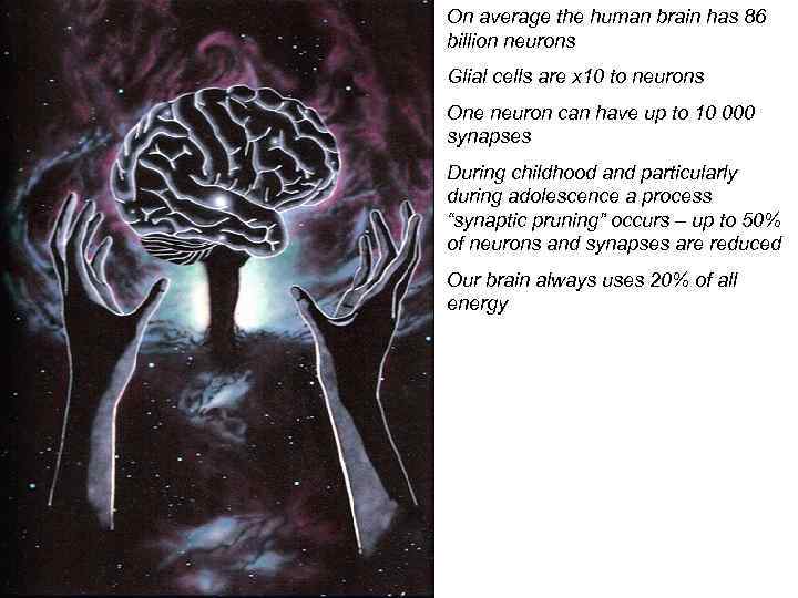 On average the human brain has 86 billion neurons Glial cells are x 10