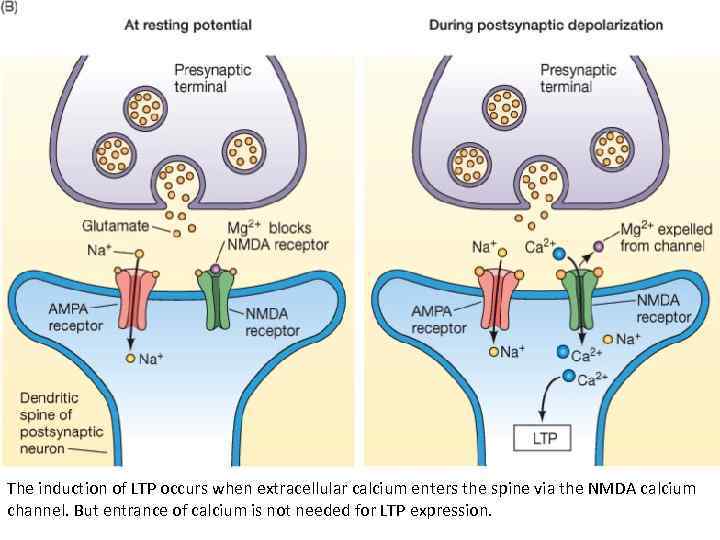 The induction of LTP occurs when extracellular calcium enters the spine via the NMDA