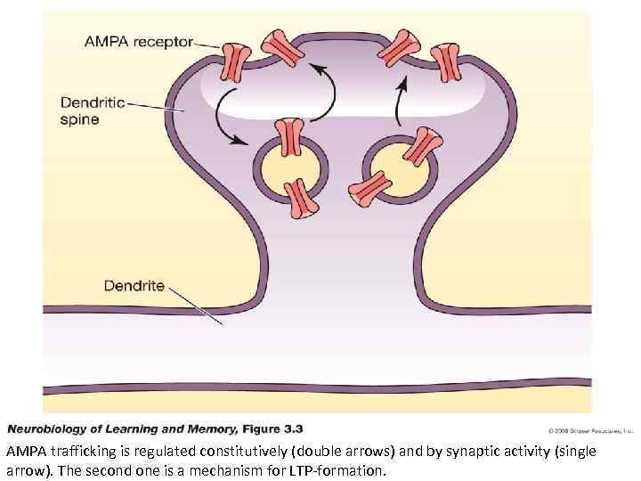 AMPA trafficking is regulated constitutively (double arrows) and by synaptic activity (single arrow). The