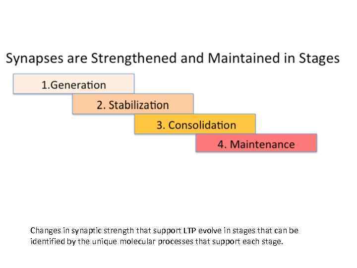 Changes in synaptic strength that support LTP evolve in stages that can be identified