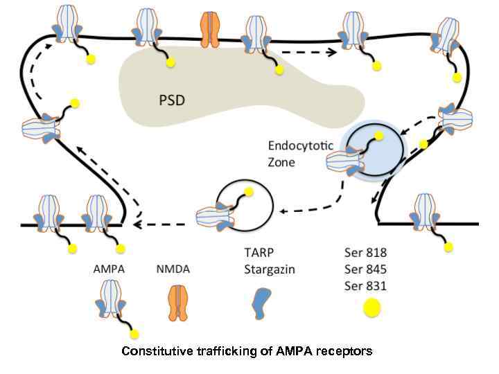 Constitutive trafficking of AMPA receptors 