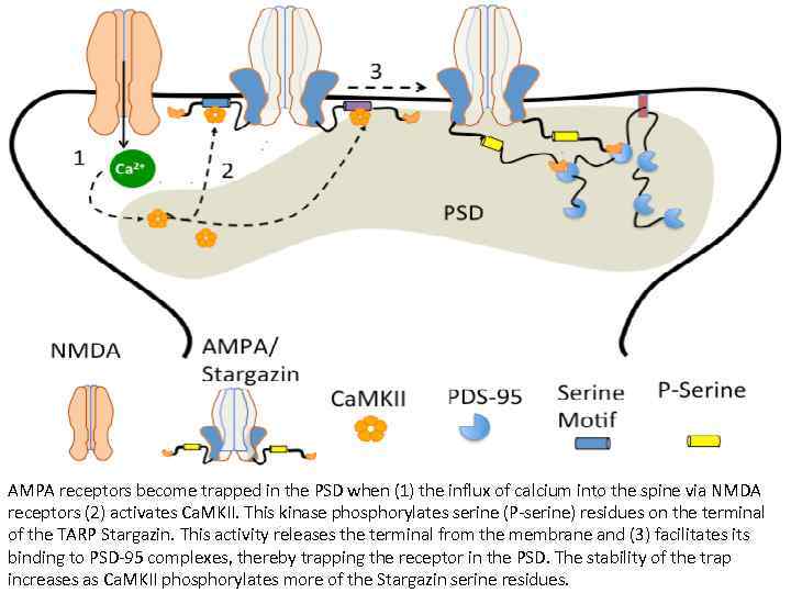 AMPA receptors become trapped in the PSD when (1) the influx of calcium into