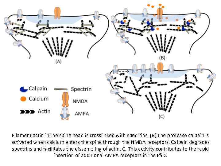 Filament actin in the spine head is crosslinked with spectrins. (B) The protease calpain