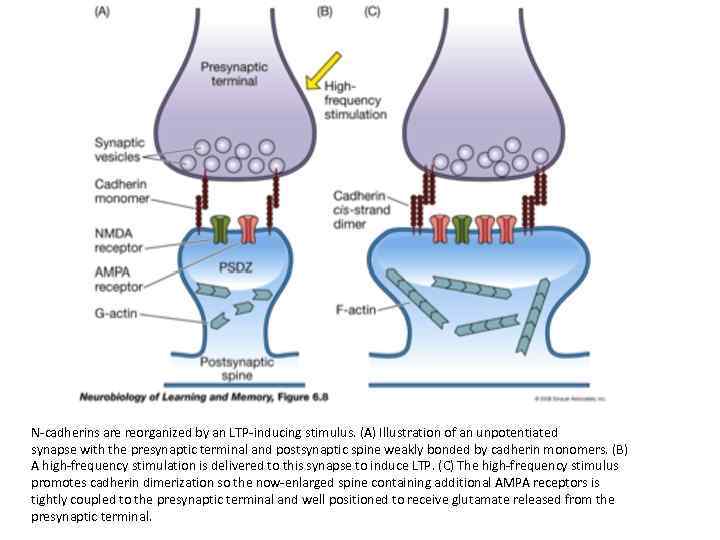 N-cadherins are reorganized by an LTP-inducing stimulus. (A) Illustration of an unpotentiated synapse with