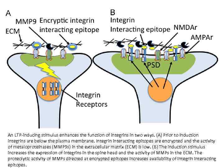 An LTP-inducing stimulus enhances the function of integrins in two ways. (A) Prior to