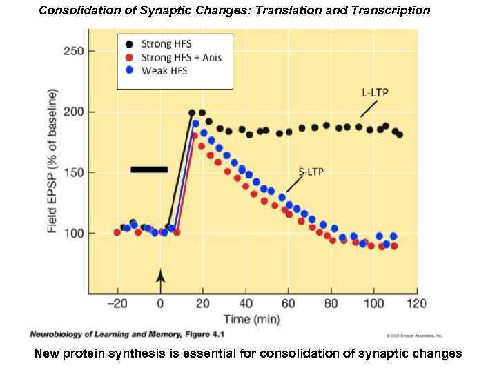 Consolidation of Synaptic Changes: Translation and Transcription New protein synthesis is essential for consolidation