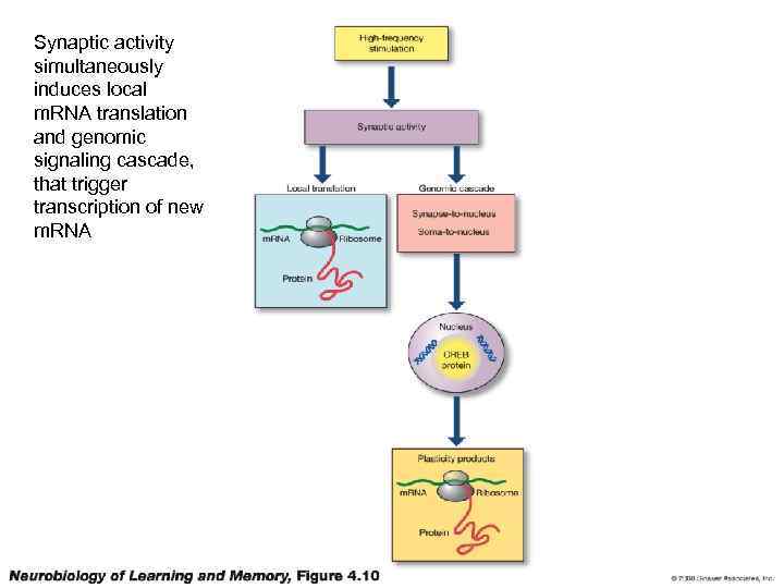 Synaptic activity simultaneously induces local m. RNA translation and genomic signaling cascade, that trigger