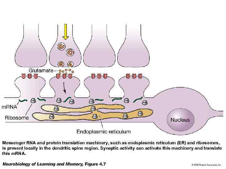 Messenger RNA and protein translation machinery, such as endoplasmic reticulum (ER) and ribosomes, is