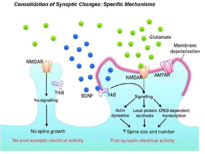 Consolidation of Synaptic Changes: Specific Mechanisms 