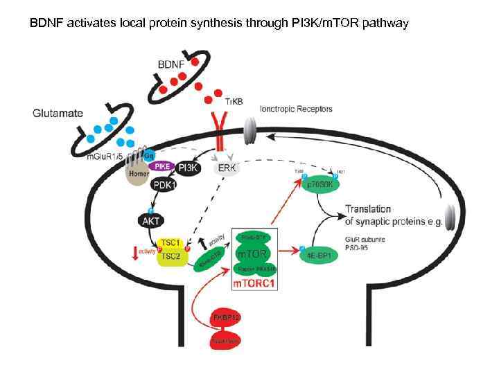 BDNF activates local protein synthesis through PI 3 K/m. TOR pathway 