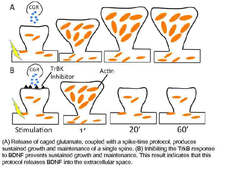 (A) Release of caged glutamate, coupled with a spike-time protocol, produces sustained growth and