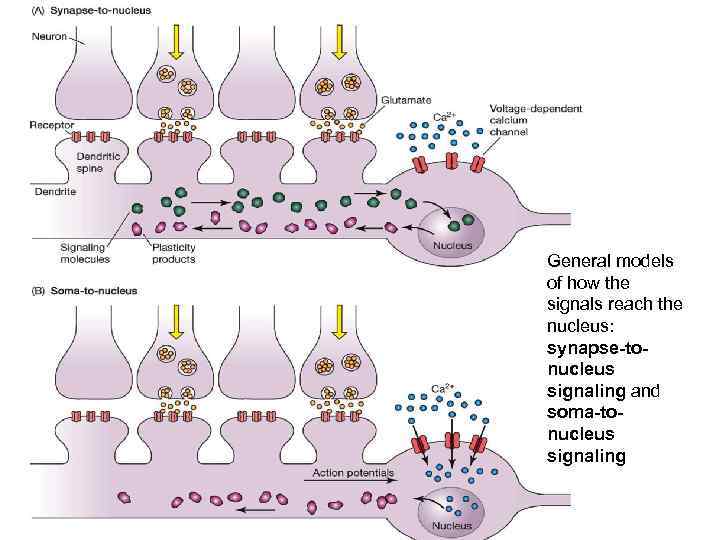 General models of how the signals reach the nucleus: synapse-tonucleus signaling and soma-tonucleus signaling