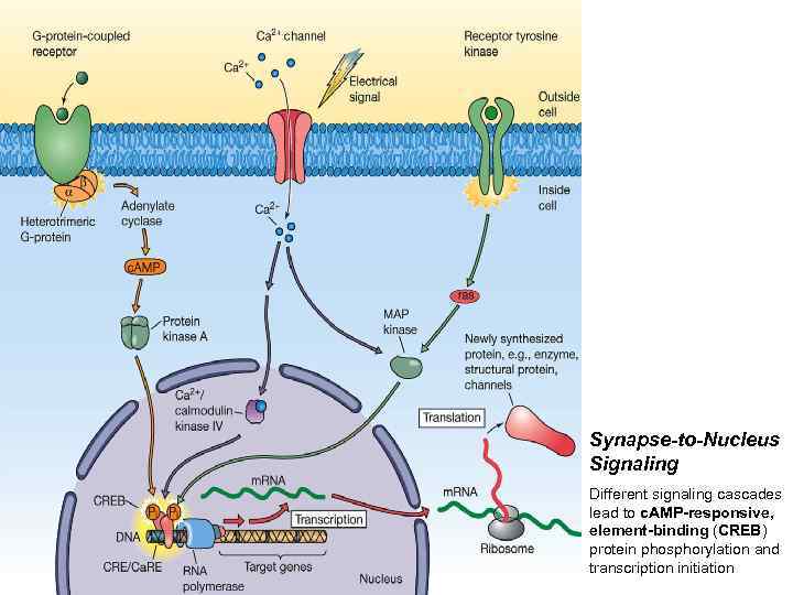 Synapse-to-Nucleus Signaling Different signaling cascades lead to c. AMP-responsive, element-binding (CREB) protein phosphorylation and