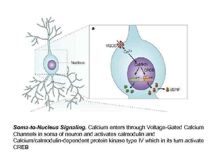 Soma-to-Nucleus Signaling. Calcium enters through Voltage-Gated Calcium Channels in soma of neuron and activates